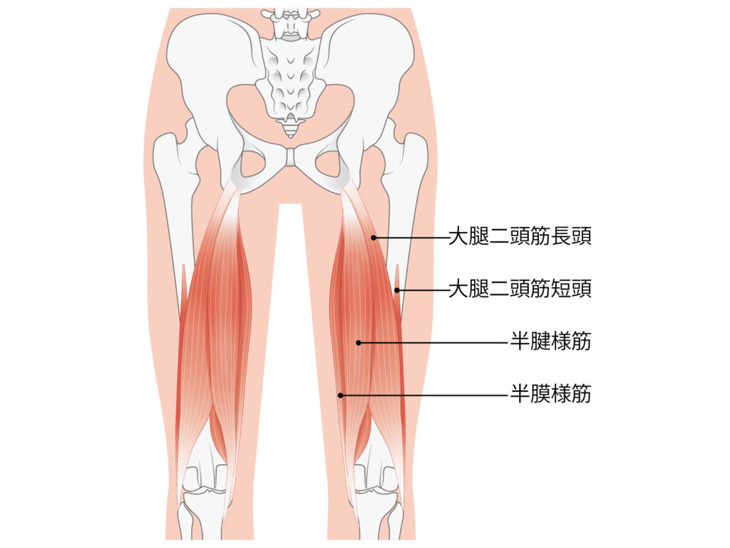 ハムストリングスのイラスト