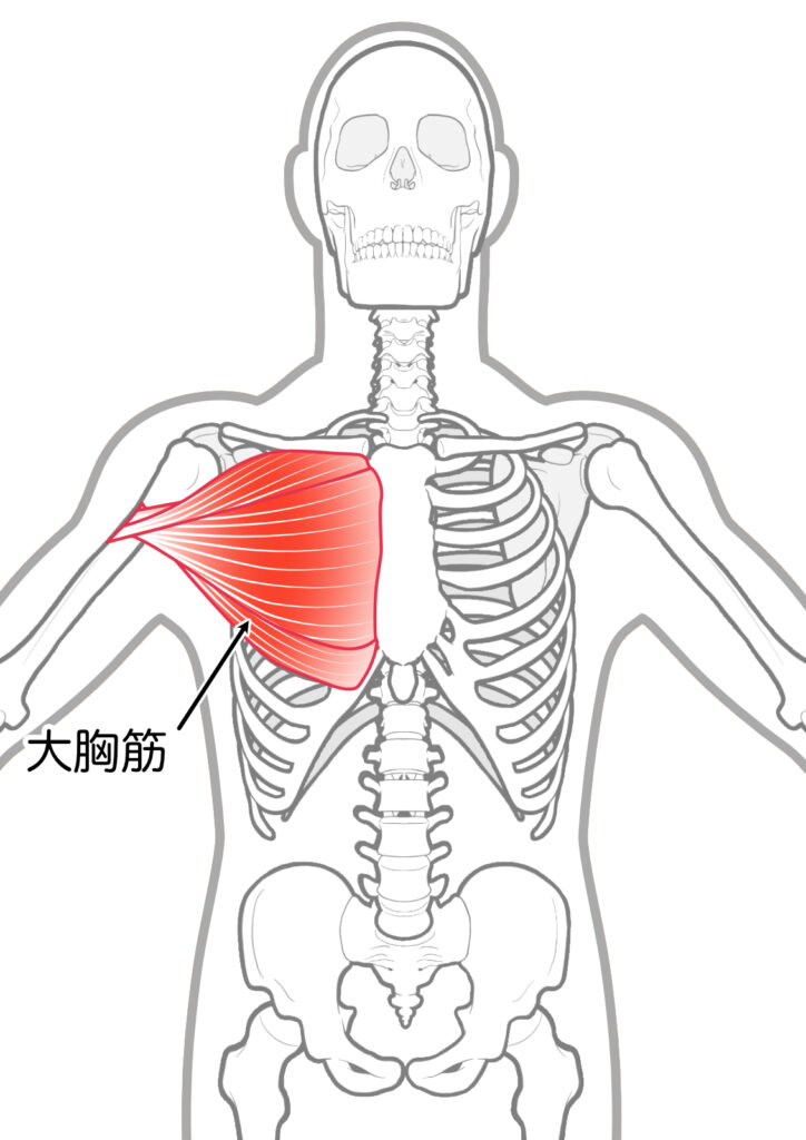 大胸筋のイラスト画像